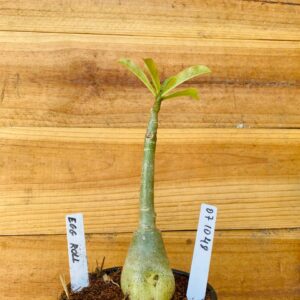 0710 48 Rosa do Deserto Egg Roll