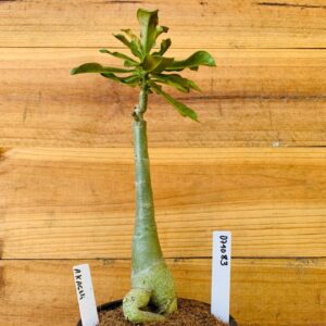 0710 83 Rosa do Deserto Akachi