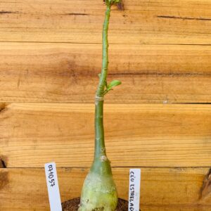 0710 57 Rosa do Deserto Céu Estrelado