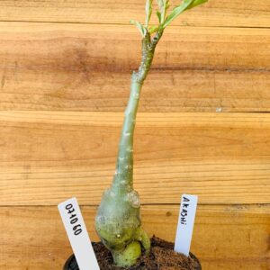 0710 60 Rosa do Deserto Akachi