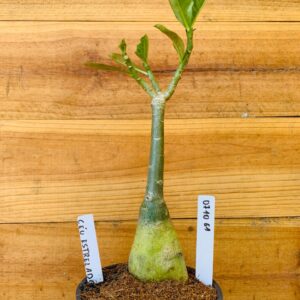 0710 61 Rosa do Deserto Céu Estrelado