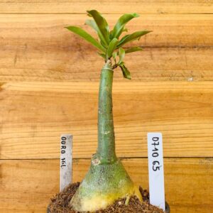 0710 65 Rosa do Deserto Ouro Mil