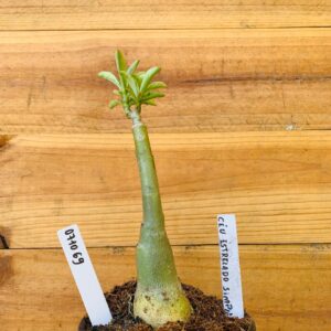 0710 69 Rosa do Deserto Céu Estrelado Simples