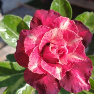 Pré Venda - Rosa do Deserto Jayanti