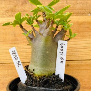 0810 56 Arabicum Godji Dk - F2 12 meses