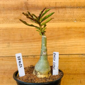 0810 25 Rosa do Deserto Daesy Love