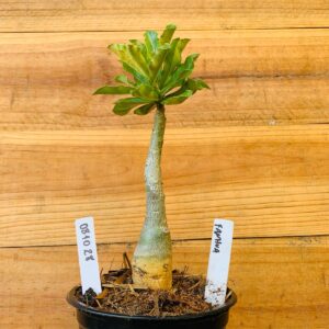 0810 28 Rosa do Deserto Fanhua