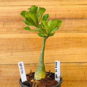 0810 30 Rosa do Deserto Amor de Mãe