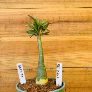 0810 33 Rosa do Deserto Rei Davi