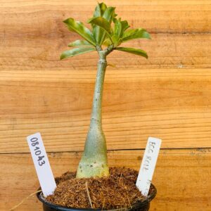 0810 43 Rosa do Deserto Egg Roll