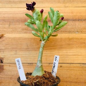 0810 49 Rosa do Deserto Céu Estrelado