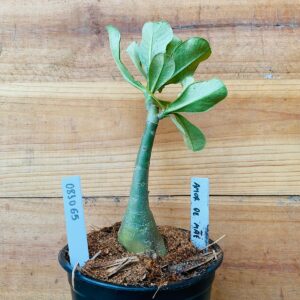 0810 65 Rosa do Deserto Amor de Mãe