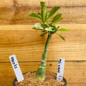 0910 43 Rosa do Deserto Mei Xiang