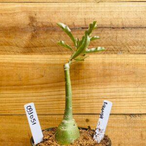 0910 51 Rosa do Deserto Rihanna