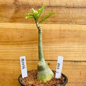 0910 54 Rosa do Deserto Filó 2