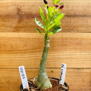 0910 55 Rosa do Deserto Céu Estrelado