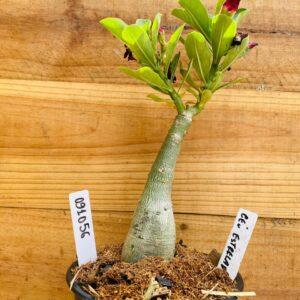 0910 56 Rosa do Deserto Céu Estrelado