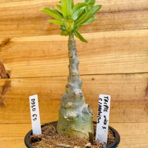 0910 65 Rosa do Deserto Triple Wish 3 Caudex Arabicum