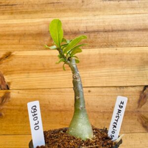 0910 70 Rosa do Deserto ID Misterioso