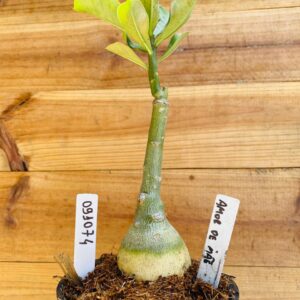 0910 74 Rosa do Deserto Amor de Mãe