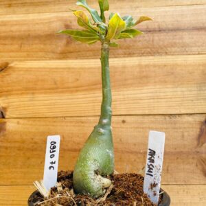 0910 76 Rosa do Deserto Akachi