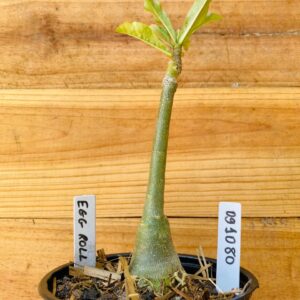 0910 80 Rosa do Deserto Egg Roll