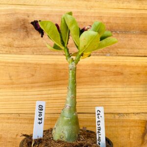 0910 87 Rosa do Deserto Ceu Estrelado