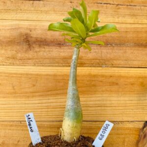 0910 89 Rosa do Deserto Saturno