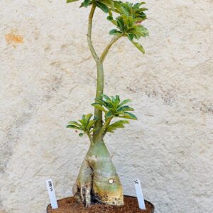 0910 10 Baoba Surprise