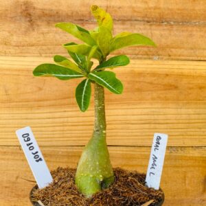 0910 108 Rosa do Deserto Coral Angel