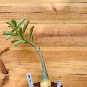 0910 01 Rosa do Deserto Rei Davi