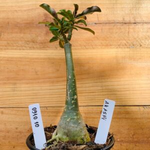 0910 10 Rosa do Deserto Akachi