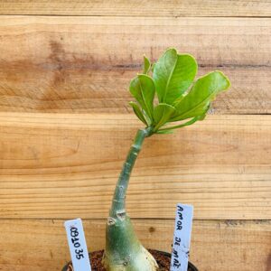 0910 35 Rosa do Deserto Amor de Mãe