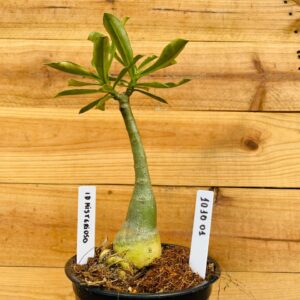 1010 01 Rosa do Deserto ID Misterioso