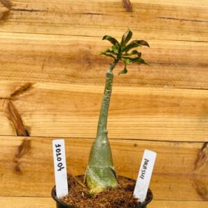 1010 04 Rosa do Deserto Akachi