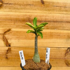 1010 05 Rosa do Deserto Coral Angel