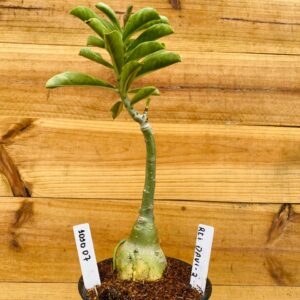 1010 07 Rosa do Deserto Rei davi 2