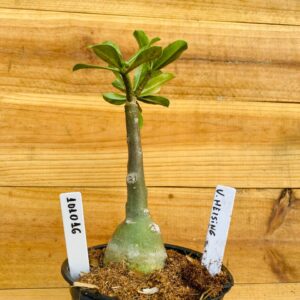 1010 16 Rosa do Deserto Van Helsing