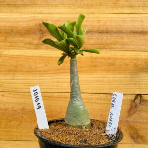 1010 19 Rosa do Deserto Coral Angel