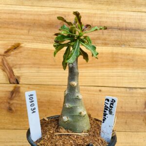 1010 31 Rosa do Deserto Akachi Caudex Arabicum