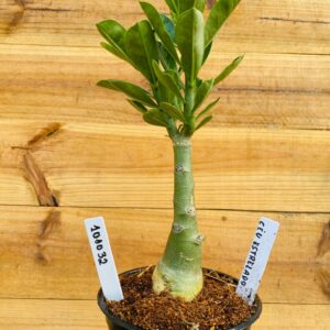 1010 32 Rosa do Deserto Céu Estrelado