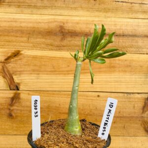 1010 33 Rosa do Deserto ID Misterioso