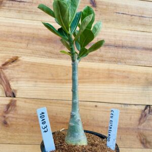 1010 37 Rosa do Deserto Céu Estrelado