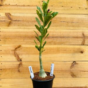 1010 38 Rosa do Deserto Céu Estrelado