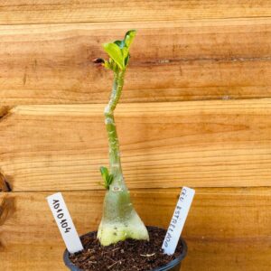 1010 104 Rosa do Deserto Céu Estrelado