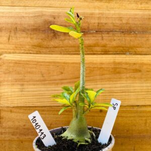 1010 113 Rosa do Deserto Surprise