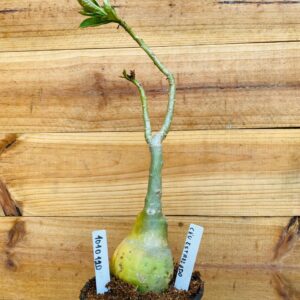 1010 120 Rosa do Deserto Céu Estrelado RIFA