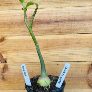 1010 121 Rosa do Deserto ID Misterioso