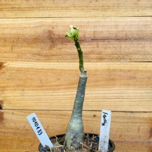 1010 133 Rosa do Deserto Fanhua