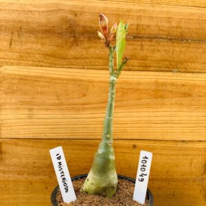 1010 49 Rosa do Deserto ID Misterioso